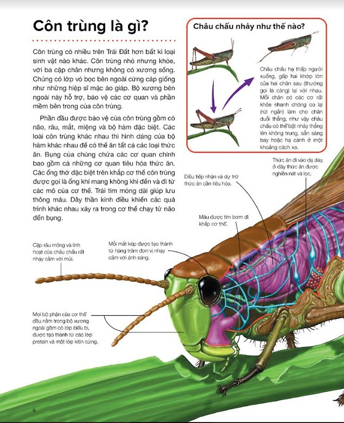 hành trình khám phá - côn trùng - bìa cứng
