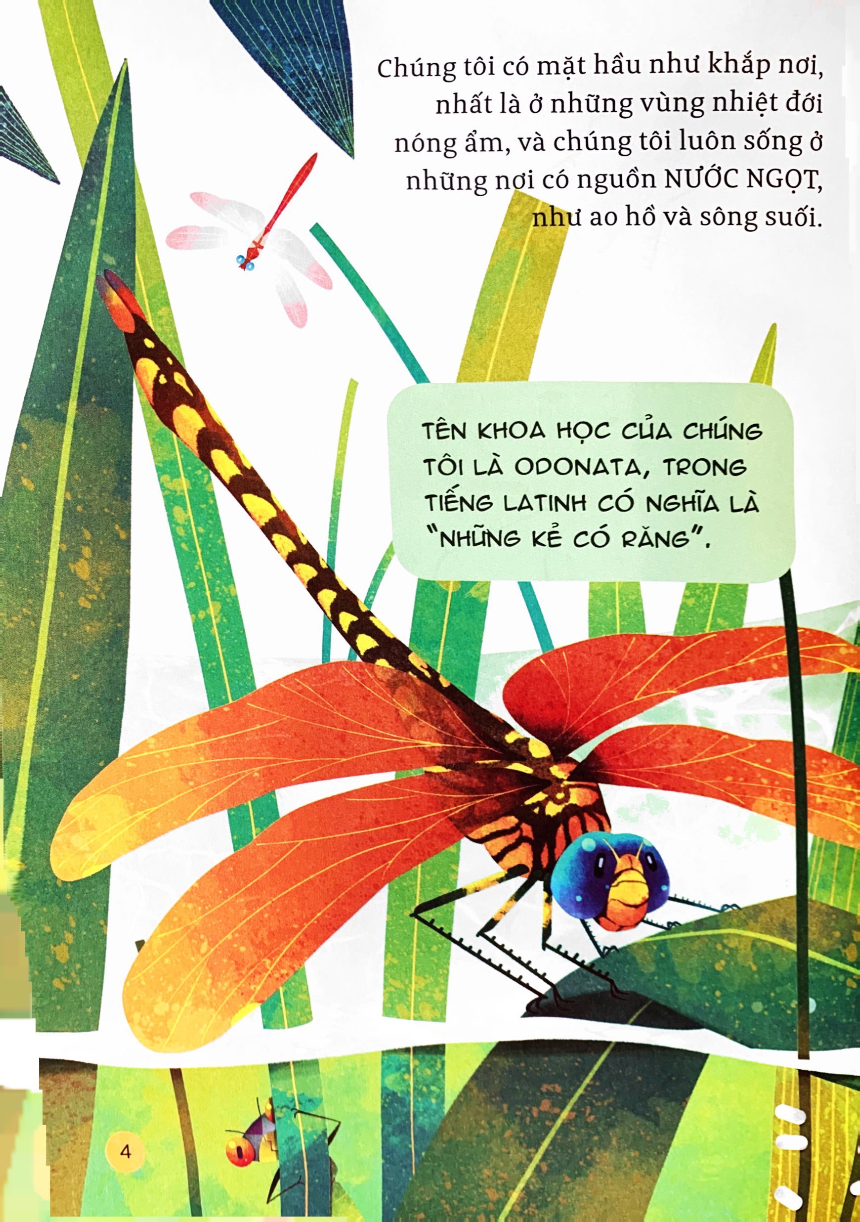 hành trình khám phá - đôi cánh chuồn chuồn