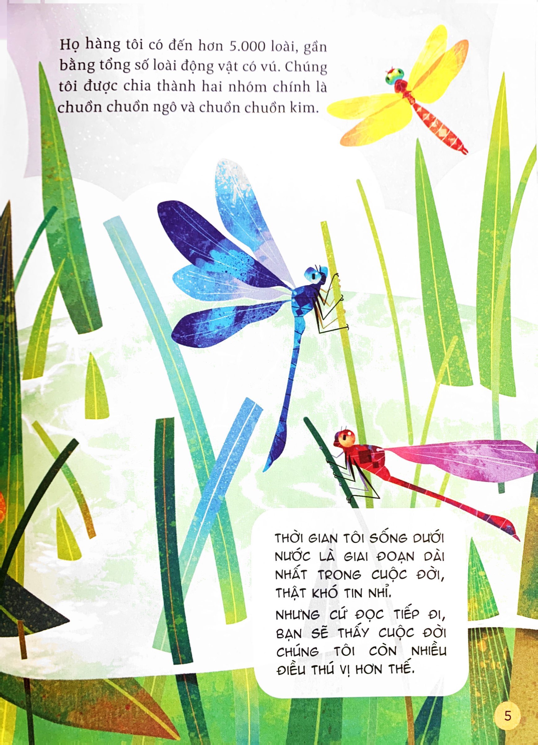 hành trình khám phá - đôi cánh chuồn chuồn