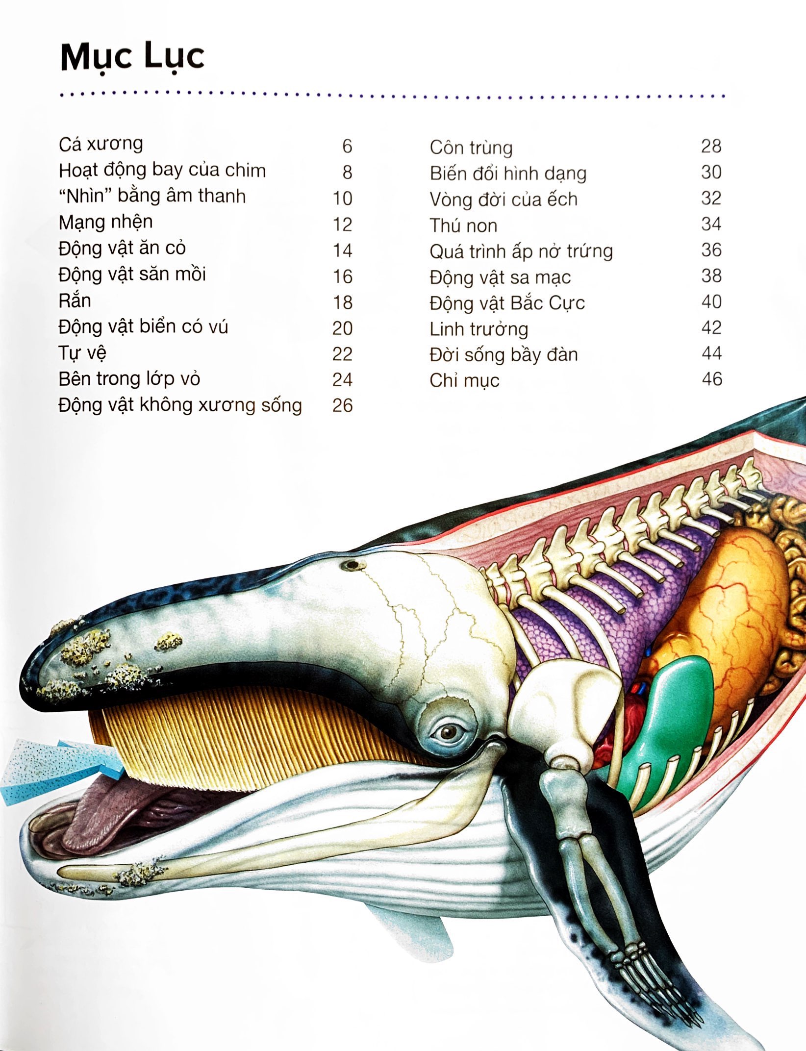 hành trình khám phá - động vật - bìa cứng