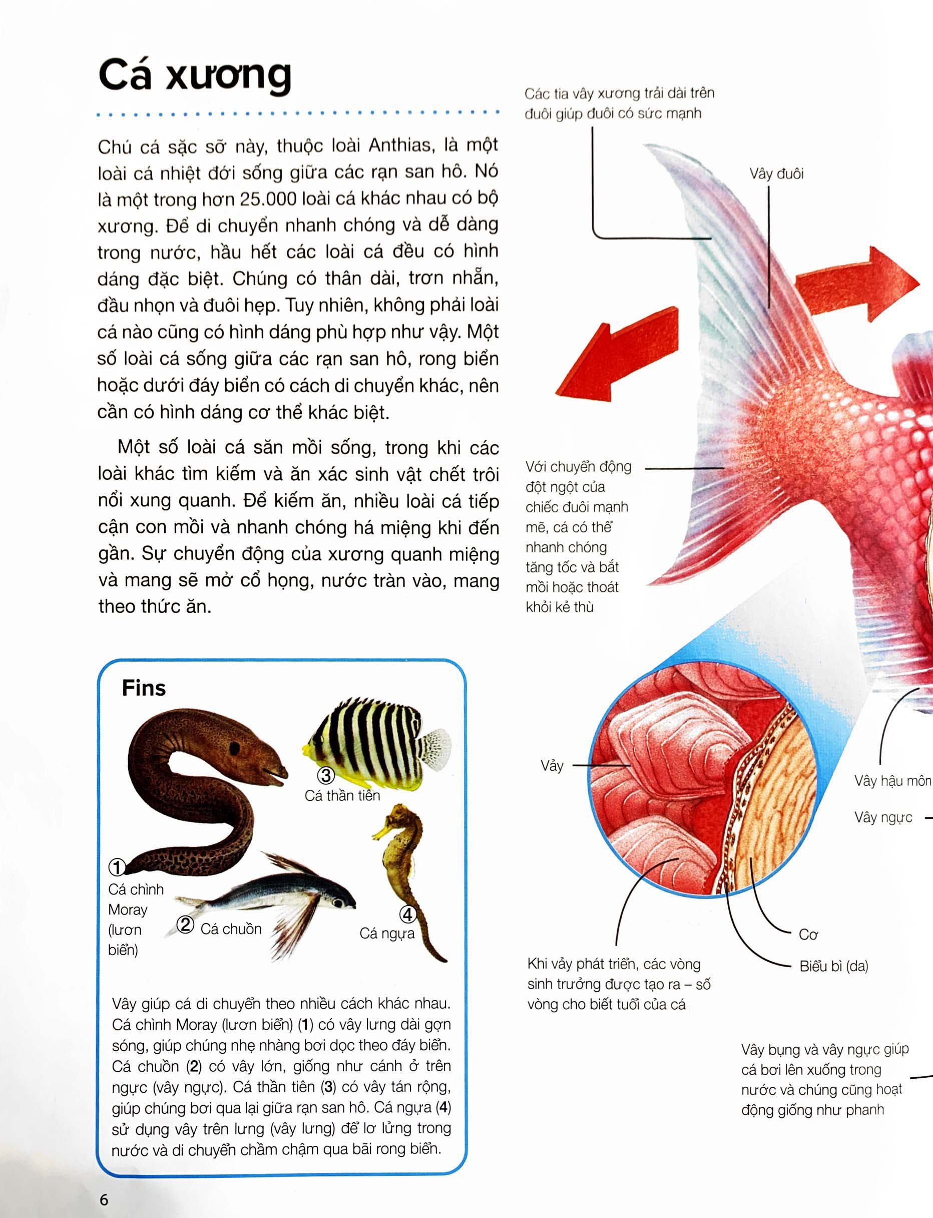 hành trình khám phá - động vật - bìa cứng