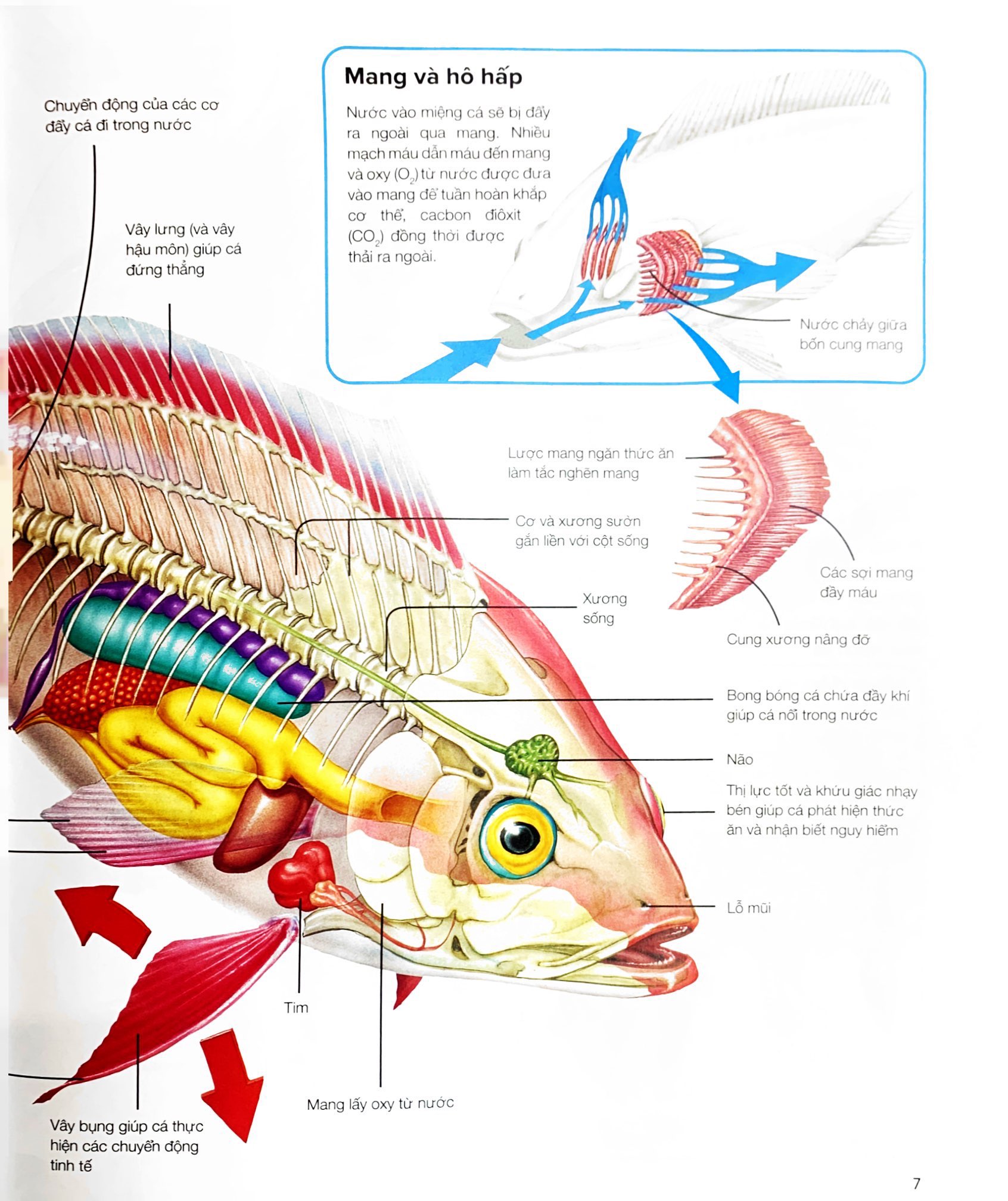 hành trình khám phá - động vật - bìa cứng