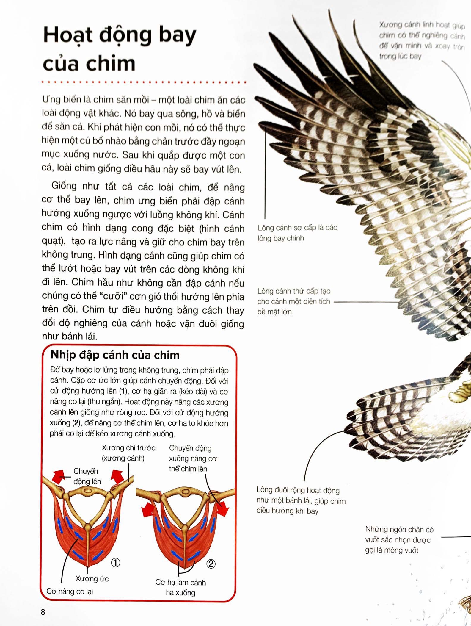 hành trình khám phá - động vật - bìa cứng