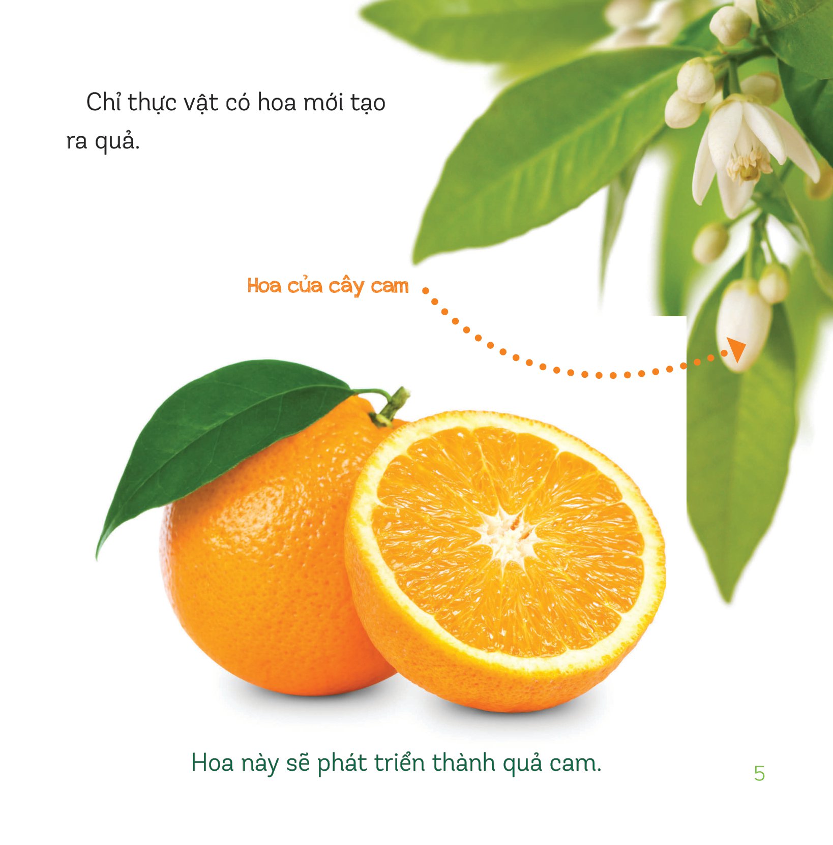 healthy eating - ăn uống lành mạnh - hoa quả