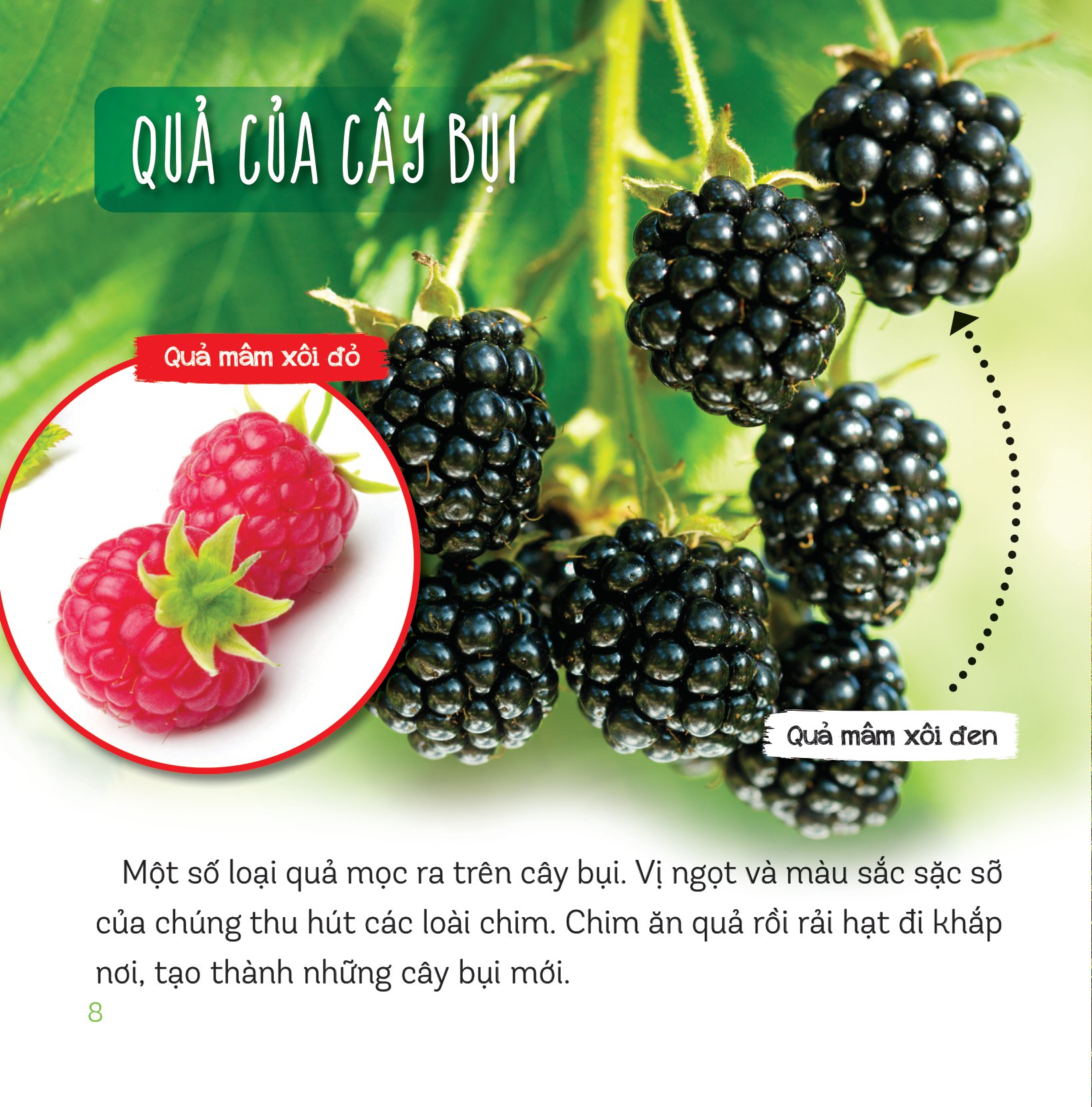 healthy eating - ăn uống lành mạnh - hoa quả