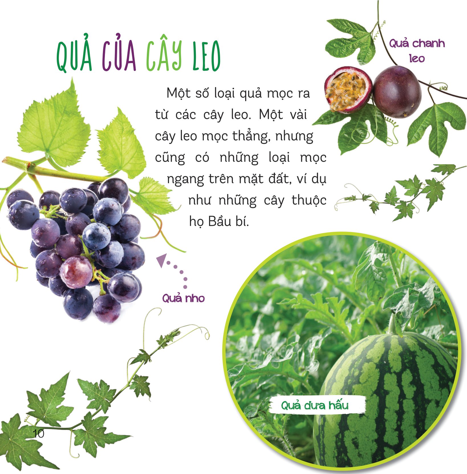 healthy eating - ăn uống lành mạnh - hoa quả