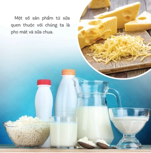 healthy eating - ăn uống lành mạnh - sữa và các sản phẩm từ sữa