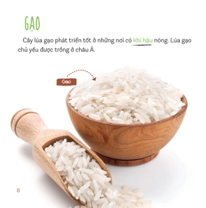 healthy eating - ăn uống lành mạnh - thực phẩm giàu tinh bột