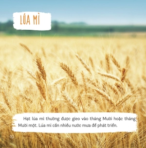 healthy eating - ăn uống lành mạnh - thực phẩm giàu tinh bột