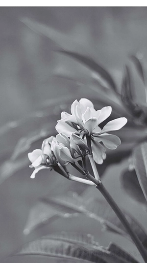 hoℹoponopono - phục hồi tự nhiên, chữa lành cuộc sống, hoàn thiện cuộc đời