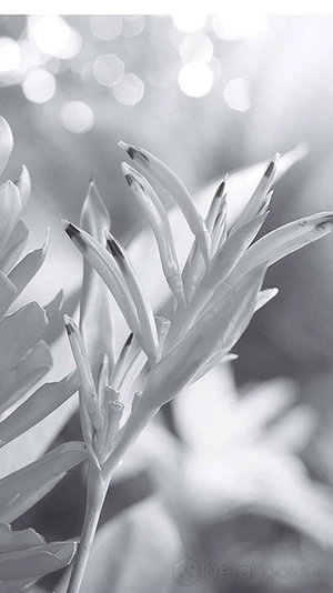 hoℹoponopono - phục hồi tự nhiên, chữa lành cuộc sống, hoàn thiện cuộc đời