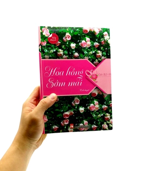 hoa hồng sớm mai