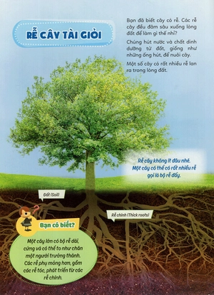 học vui hiểu rộng biết nhiều - cây cối diệu kì