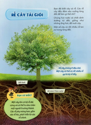 học vui hiểu rộng biết nhiều - cây cối diệu kì