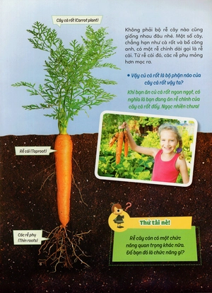 học vui hiểu rộng biết nhiều - cây cối diệu kì