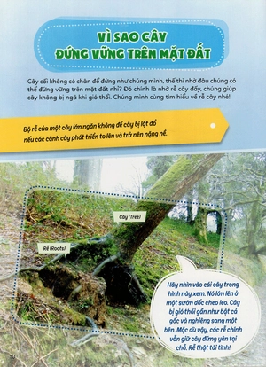 học vui hiểu rộng biết nhiều - cây cối diệu kì