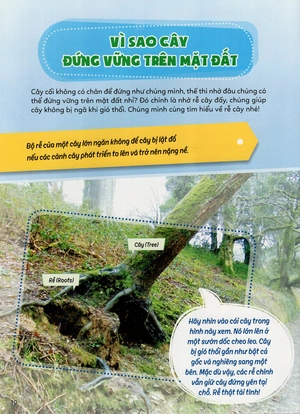 học vui hiểu rộng biết nhiều - cây cối diệu kì