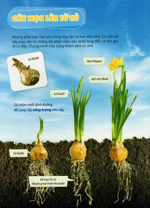 học vui hiểu rộng biết nhiều - cây cối diệu kì