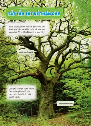 học vui hiểu rộng biết nhiều - cây cối diệu kì