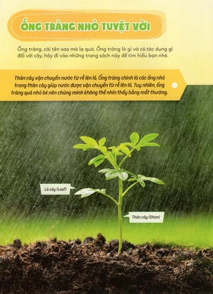 học vui hiểu rộng biết nhiều - cây cối diệu kì