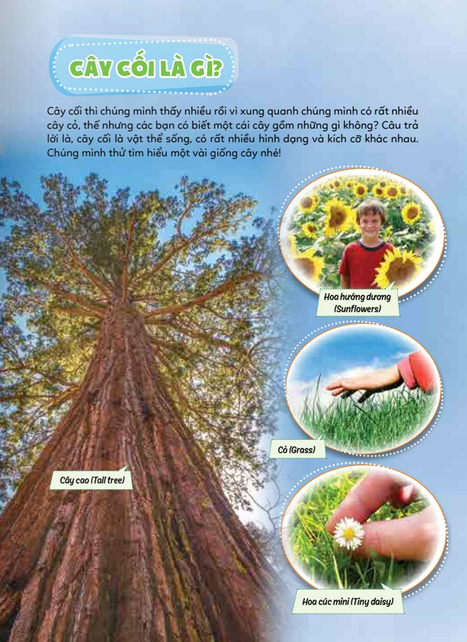 học vui hiểu rộng biết nhiều - cây cối diệu kì