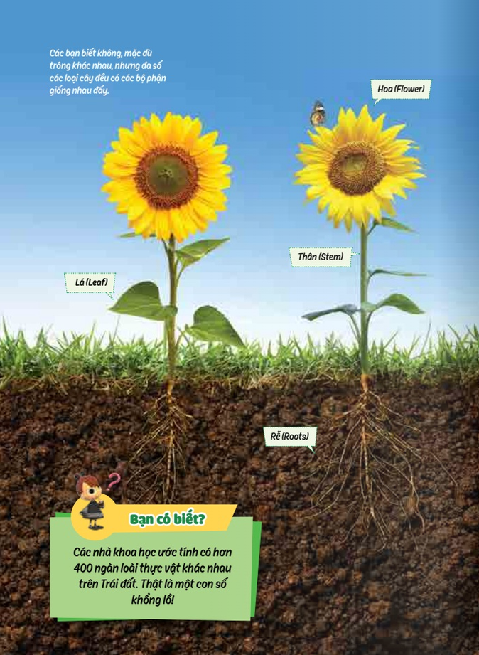 học vui hiểu rộng biết nhiều - cây cối diệu kì