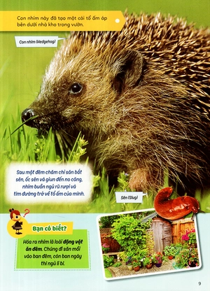 học vui hiểu rộng biết nhiều - sinh vật trú ẩn & săn mồi