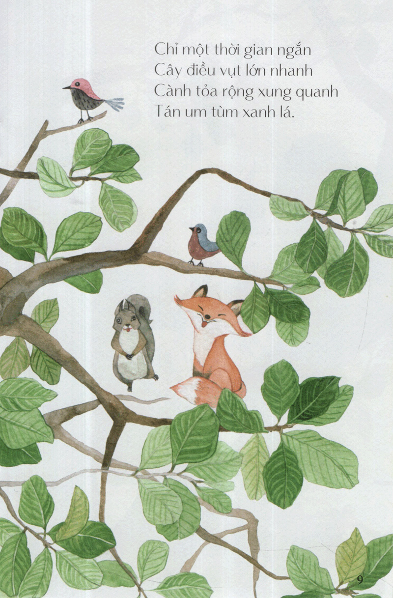 hột điều của sóc - từ những hạt mầm