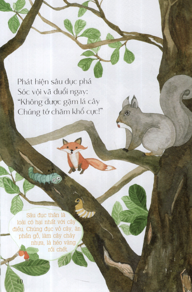 hột điều của sóc - từ những hạt mầm