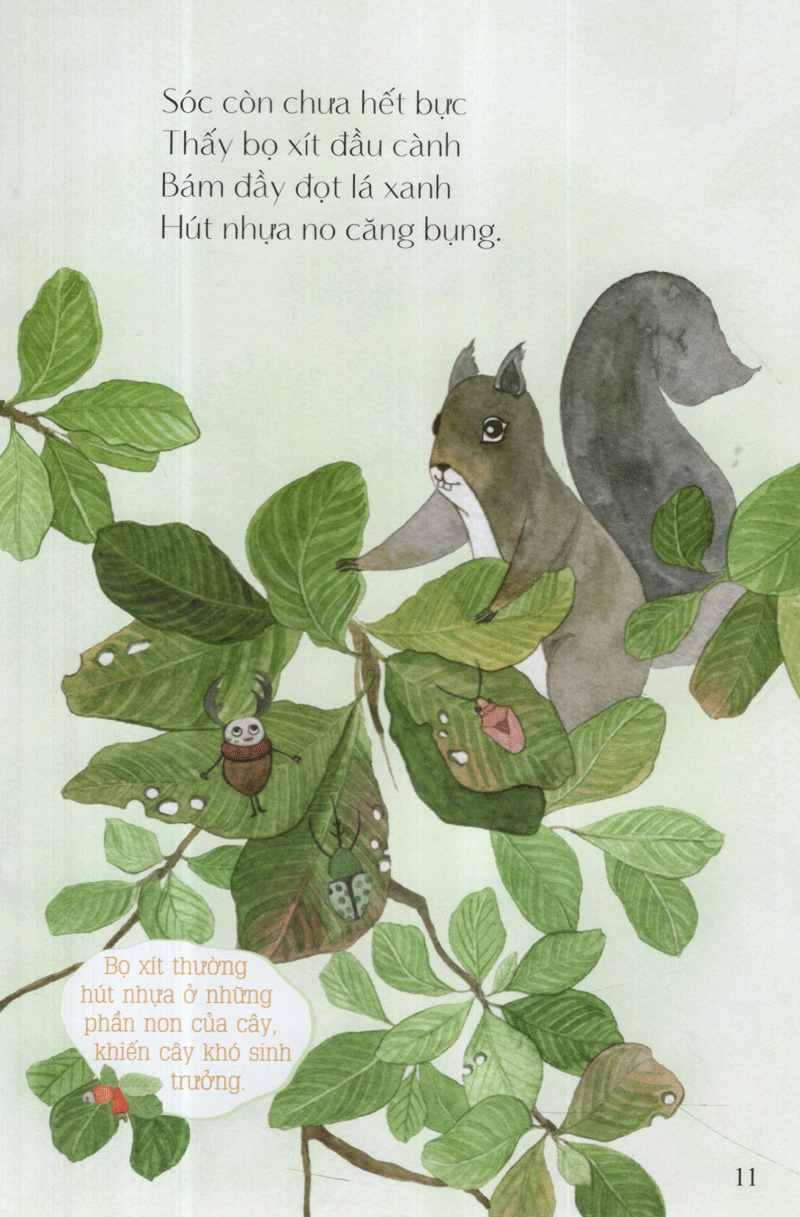 hột điều của sóc - từ những hạt mầm