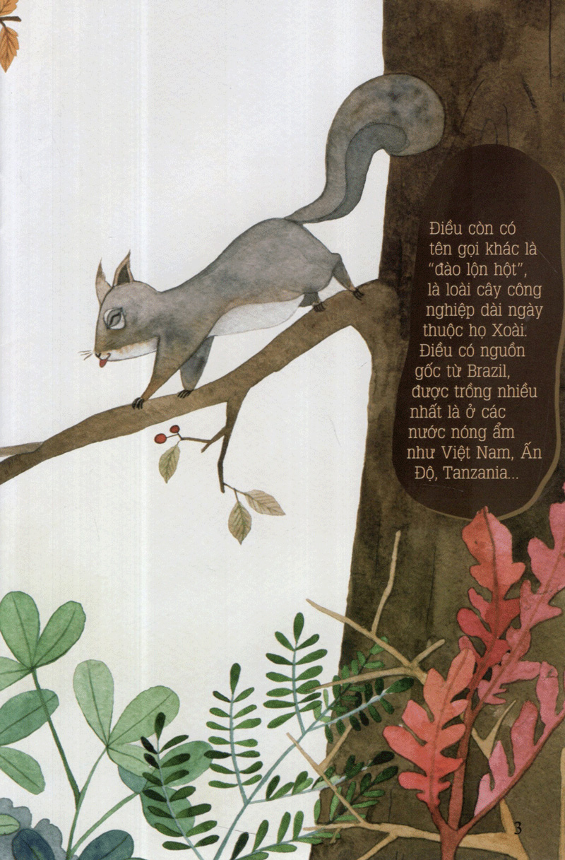 hột điều của sóc - từ những hạt mầm