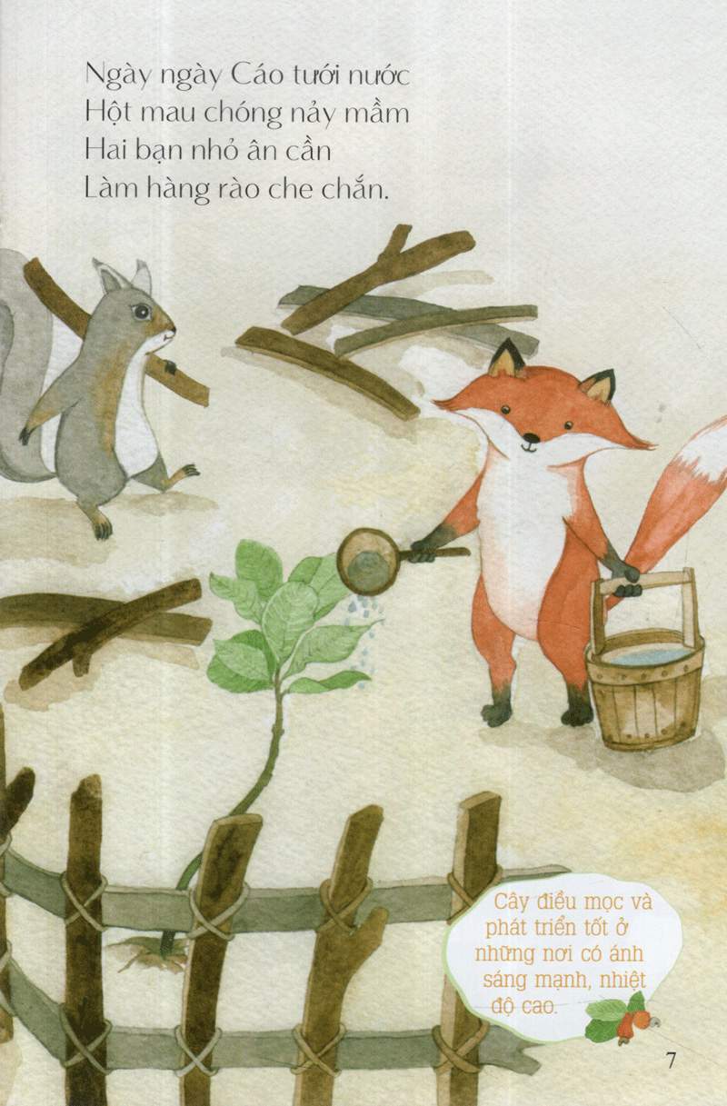 hột điều của sóc - từ những hạt mầm