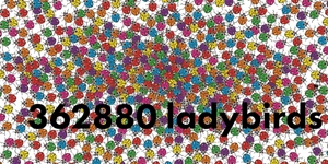 how much does a ladybird weigh?