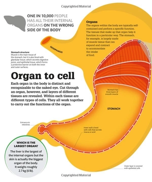how the body works: big stuff simply explained