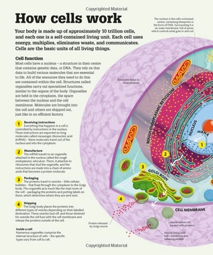 how the body works: big stuff simply explained