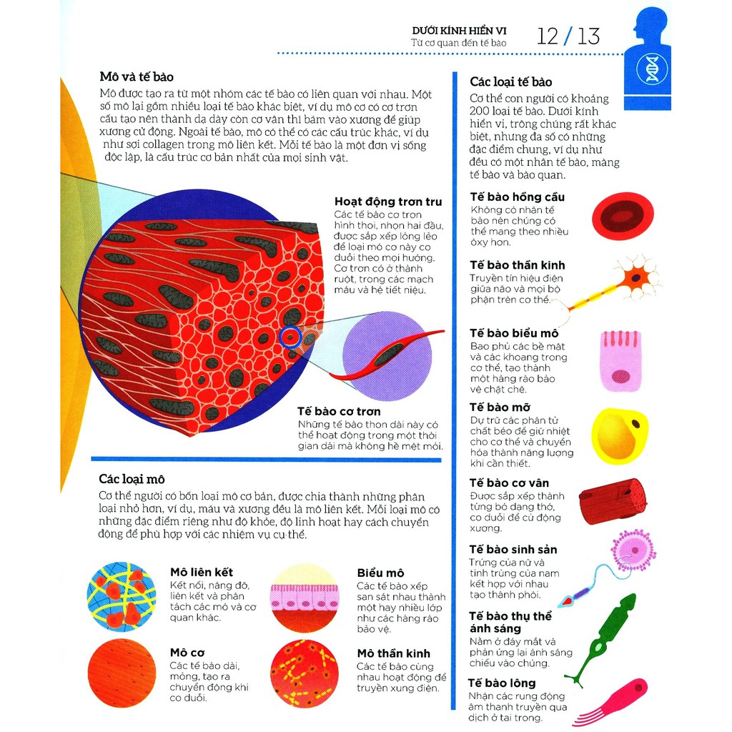 how the body works - hiểu hết về cơ thể