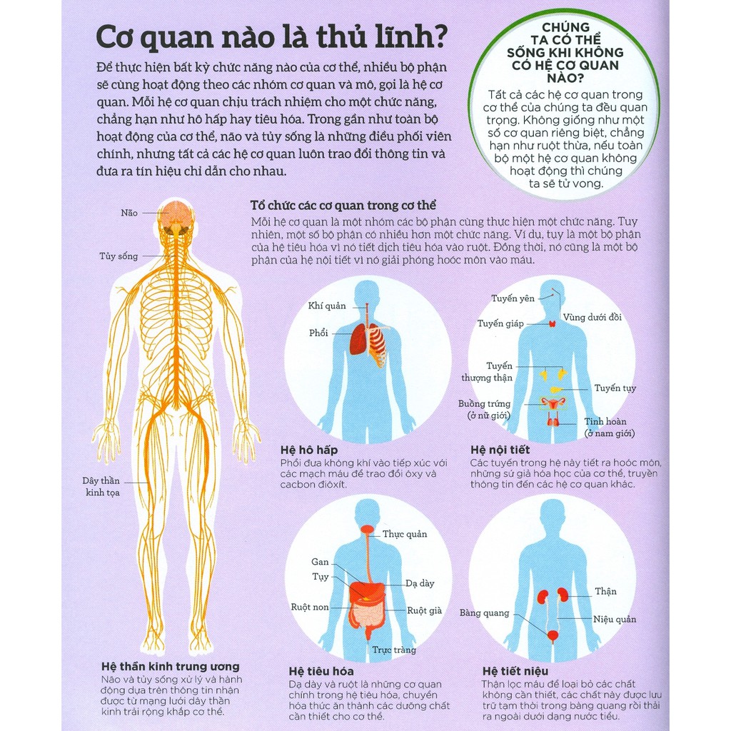 how the body works - hiểu hết về cơ thể
