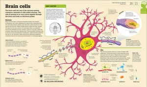 how the brain works: the facts visually explained (how it works)
