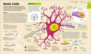 how the brain works: the facts visually explained (how things work)