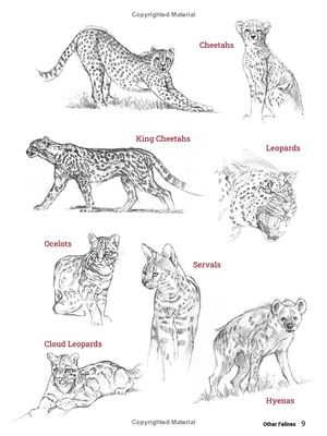 how to draw animals - a visual reference guide to sketching 100 animals including popular dog and cat breeds!