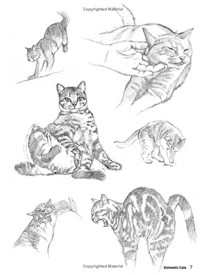 how to draw animals - a visual reference guide to sketching 100 animals including popular dog and cat breeds!