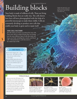 human body a children's encyclopedia