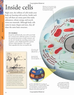 human body a children's encyclopedia