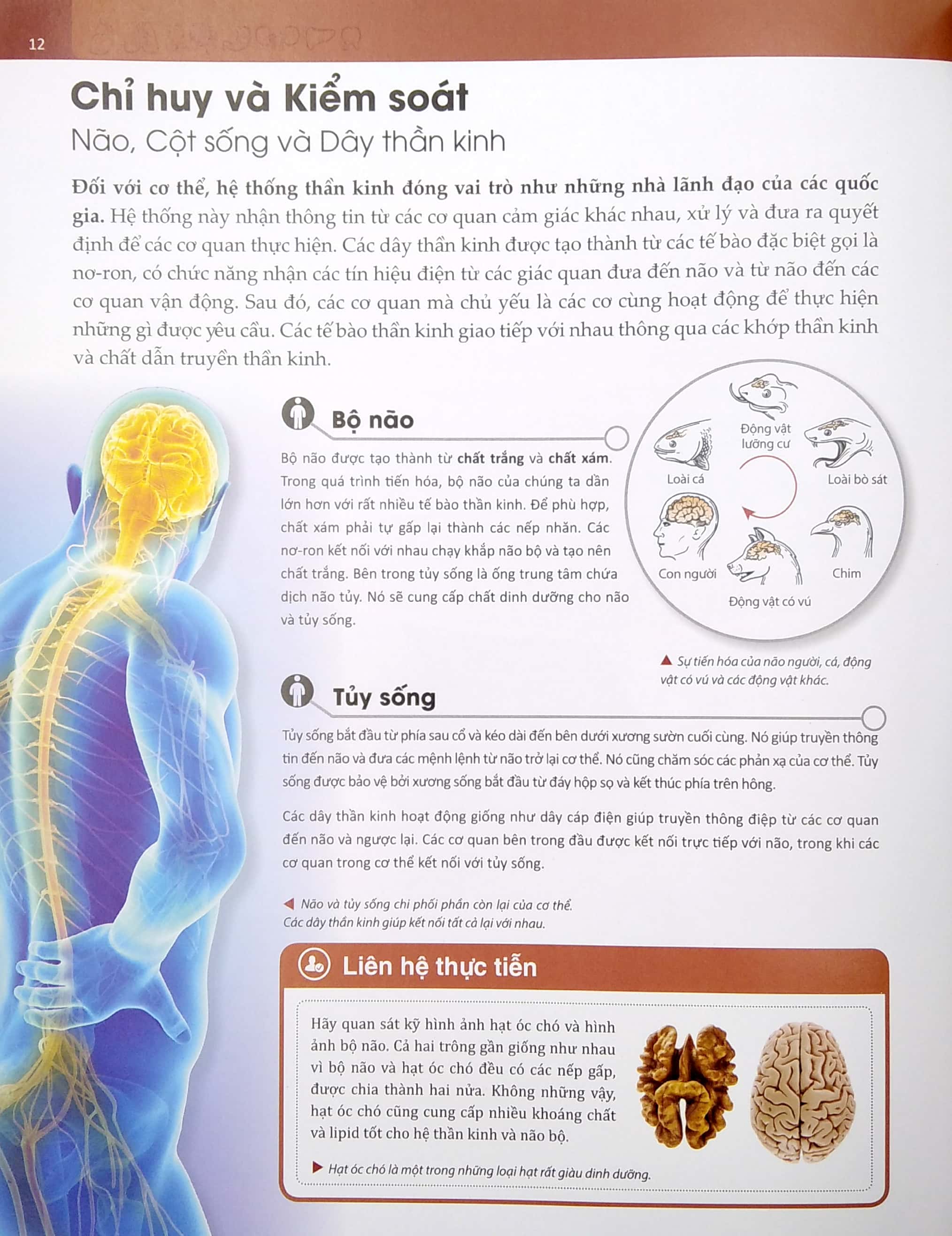 human body - bách khoa toàn thư về cơ thể chúng ta