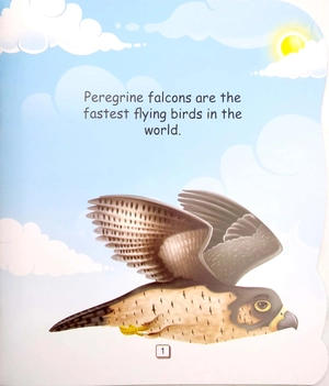 i am a peregrine falcon... the fastest bird in the world