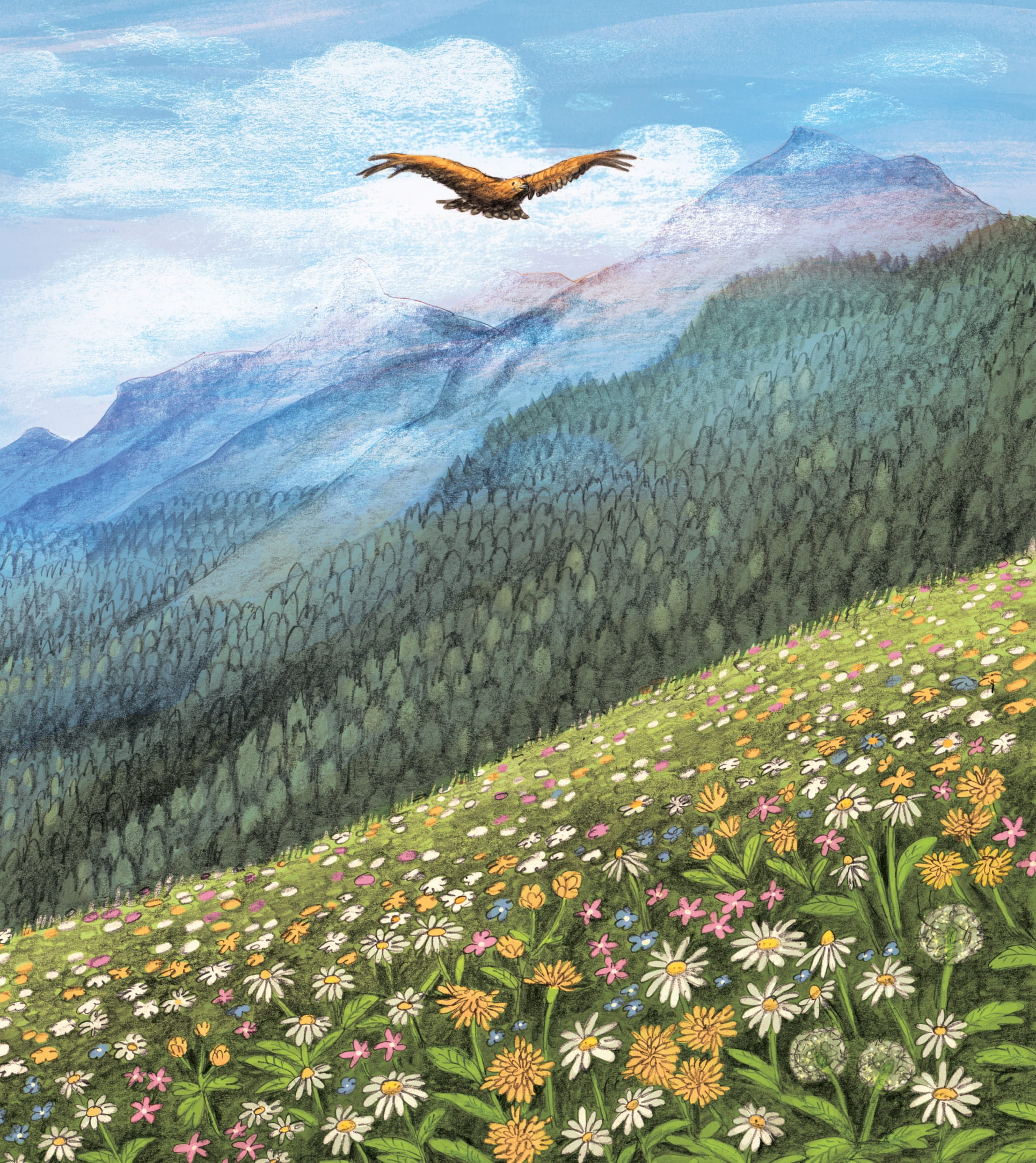 illustrated special edition - heidi