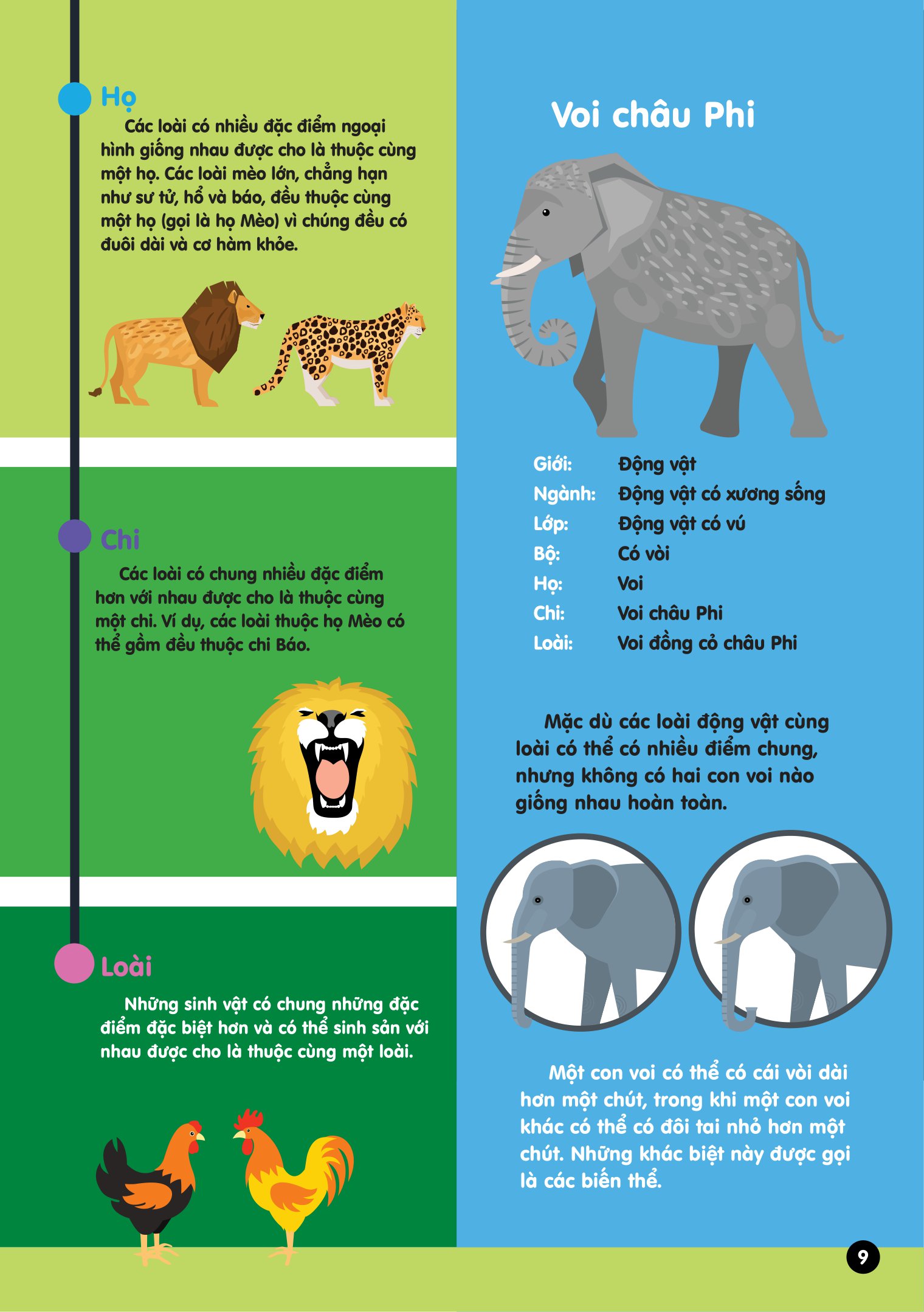 infographics - bách khoa tri thức bằng đồ họa cho trẻ em - tiến hóa