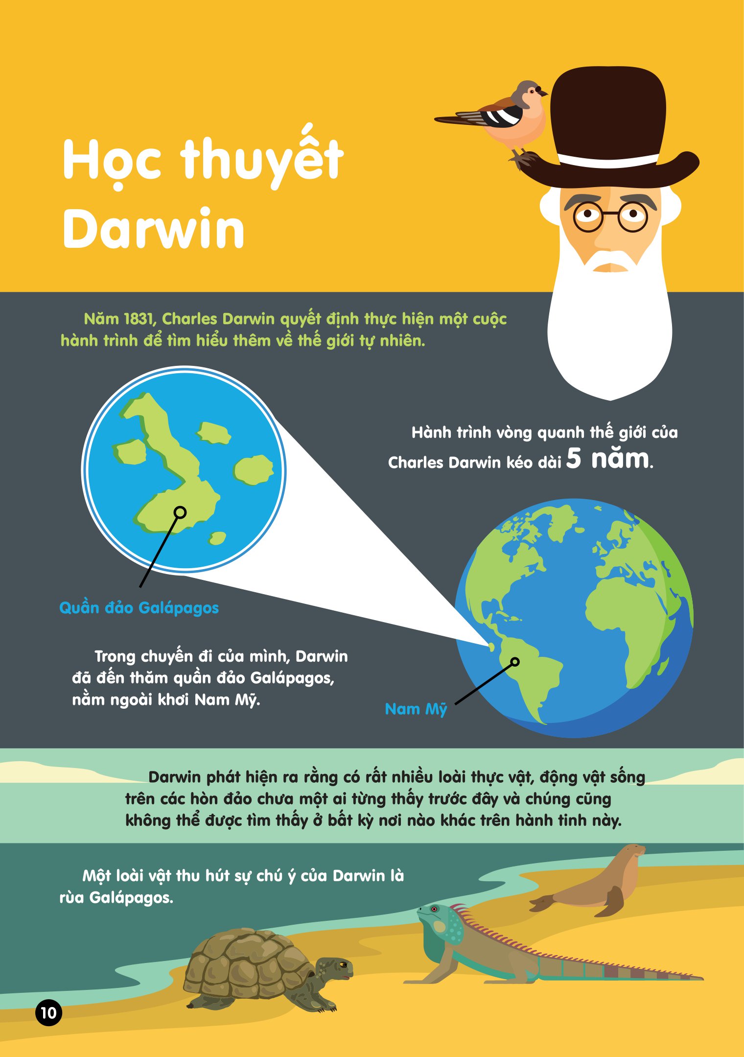 infographics - bách khoa tri thức bằng đồ họa cho trẻ em - tiến hóa