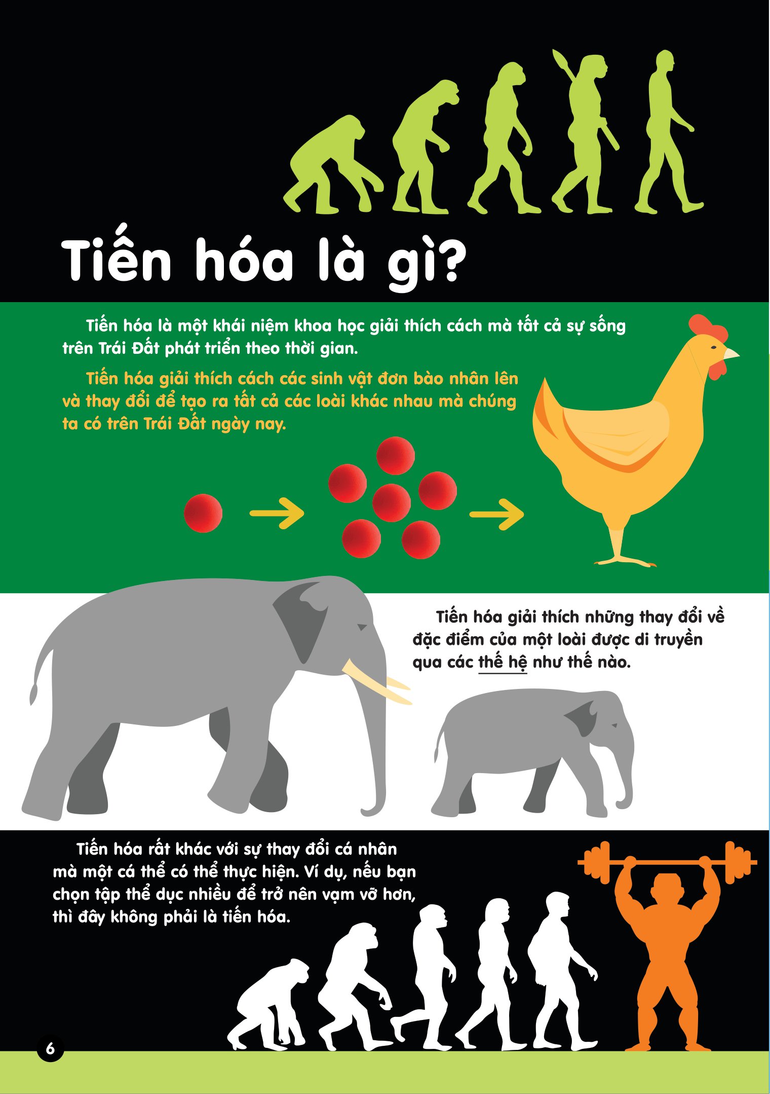 infographics - bách khoa tri thức bằng đồ họa cho trẻ em - tiến hóa