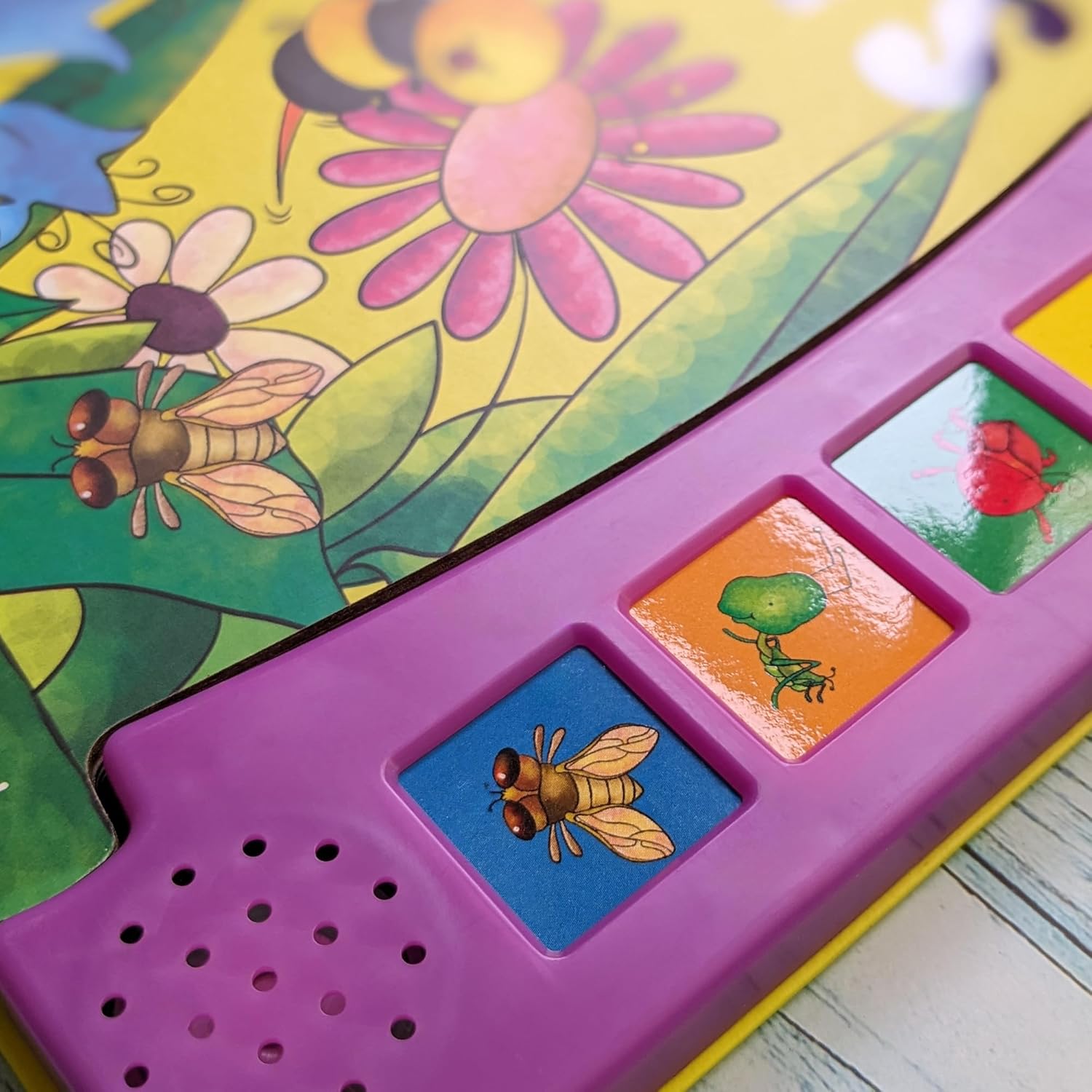 Insects - With 6 Fun Insect Sounds!